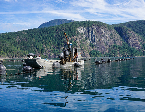 Oyster farming boat