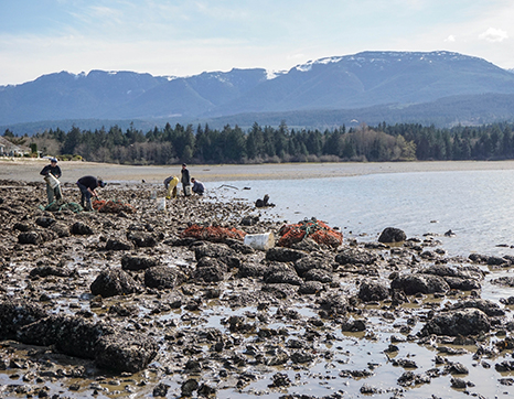 Fanny Bay oyster farm