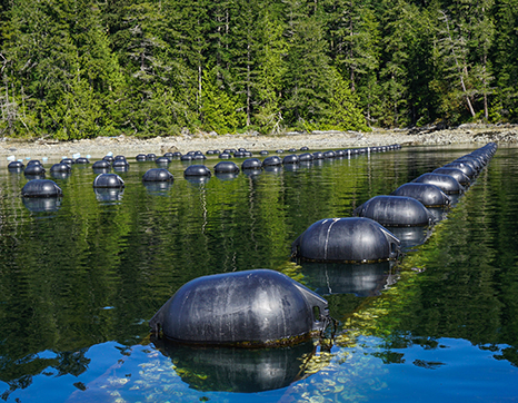 Fanny Bay oyster farm