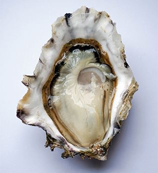 Golden Mantle Oyster